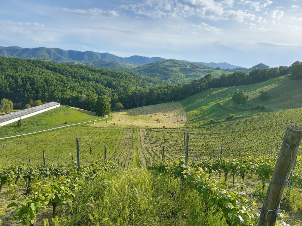 Azienda Agricola Camillo e Filippo Dal Verme